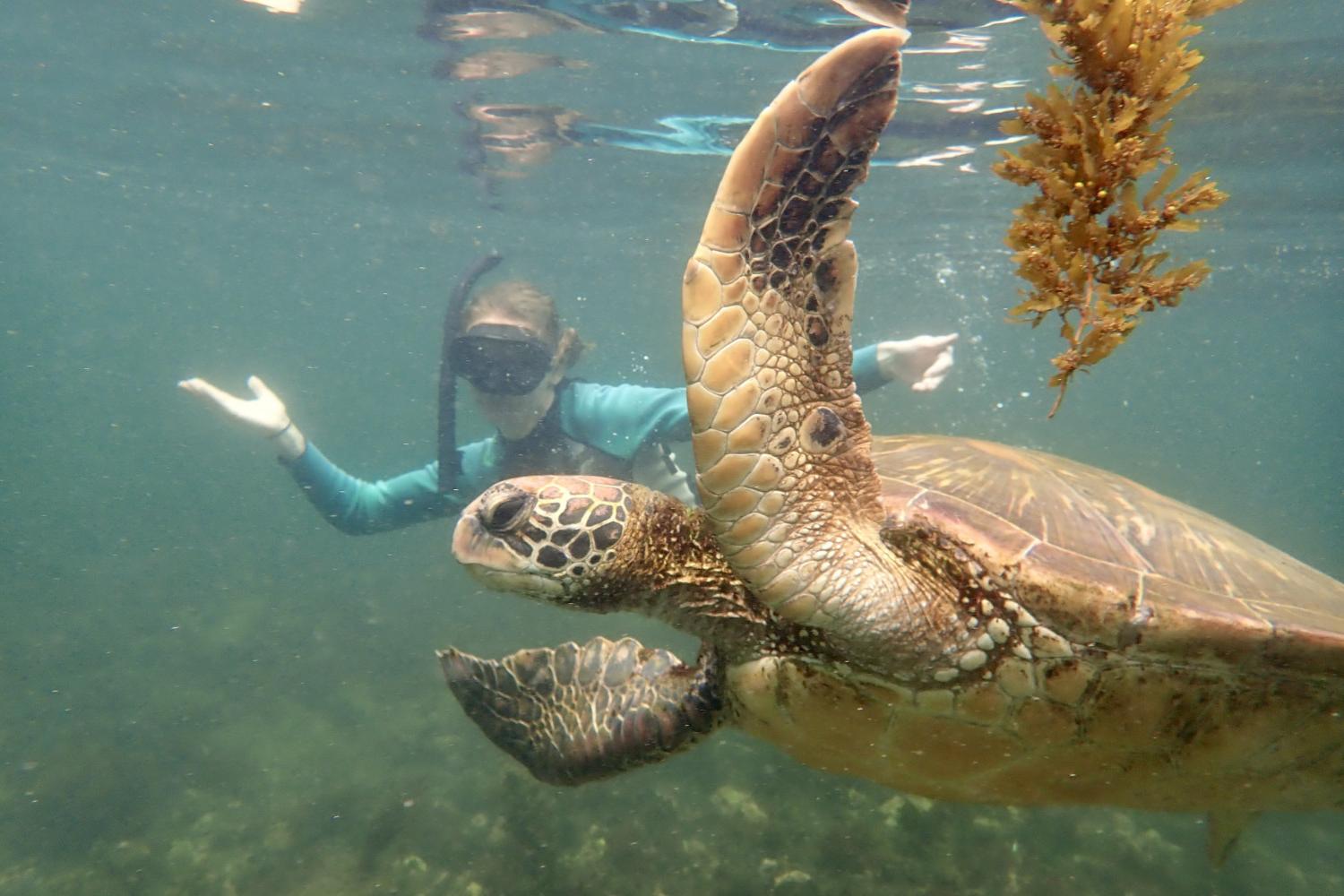 一名<a href='http://r.farmersandbuilders.net'>全球十大赌钱排行app</a>学生在Galápagos群岛游学途中与一只巨龟游泳.